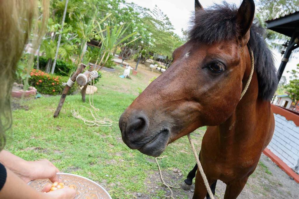 Cowboy Farm Resort Pattaya บ้านห้วยใหญ่ ภายนอก รูปภาพ